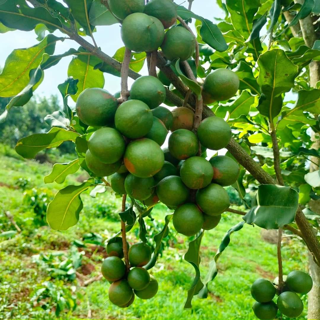 Chùm trái mắc ca xanh trên cây