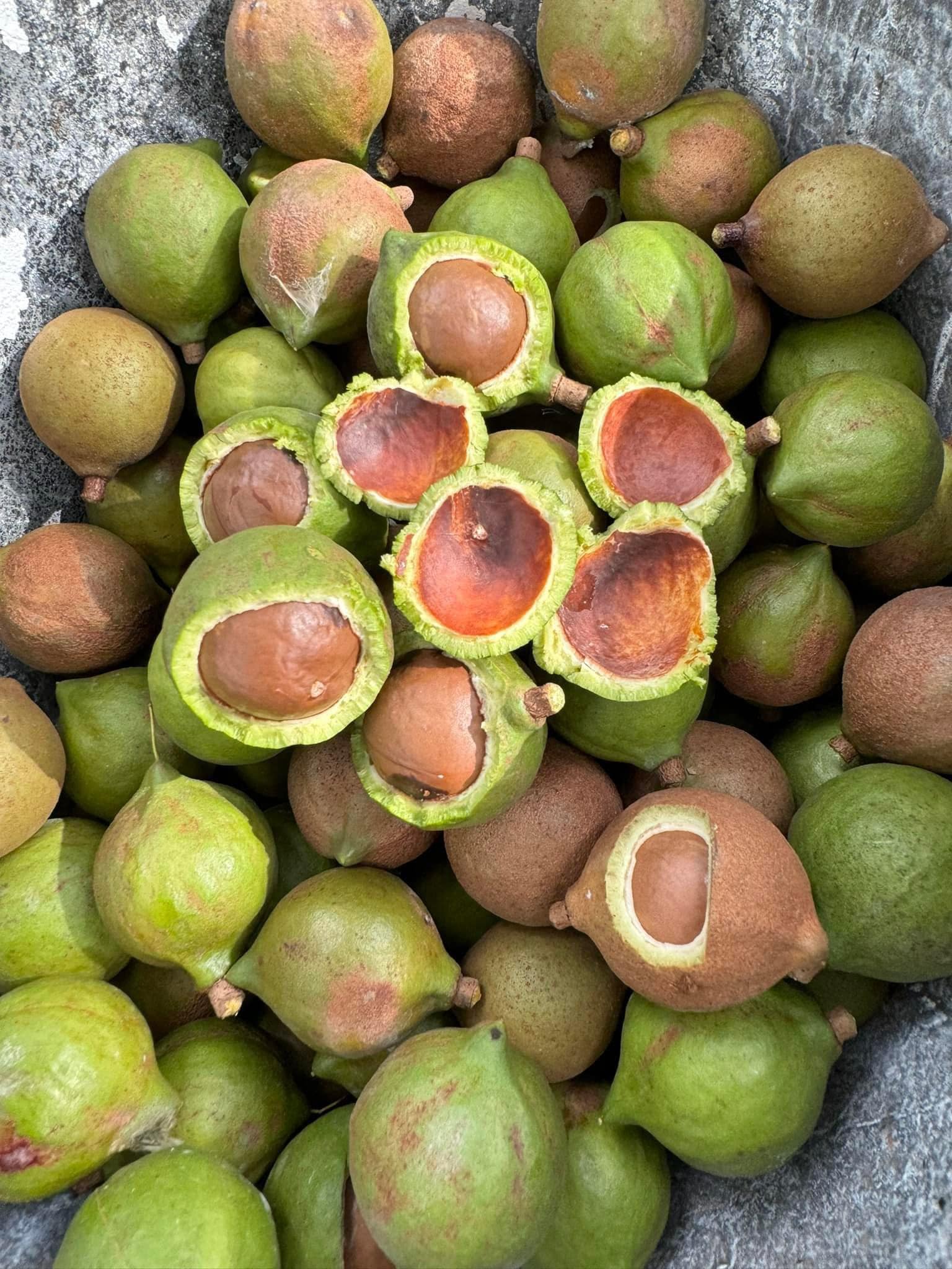 Trái mắc ca vừa thu hoạch