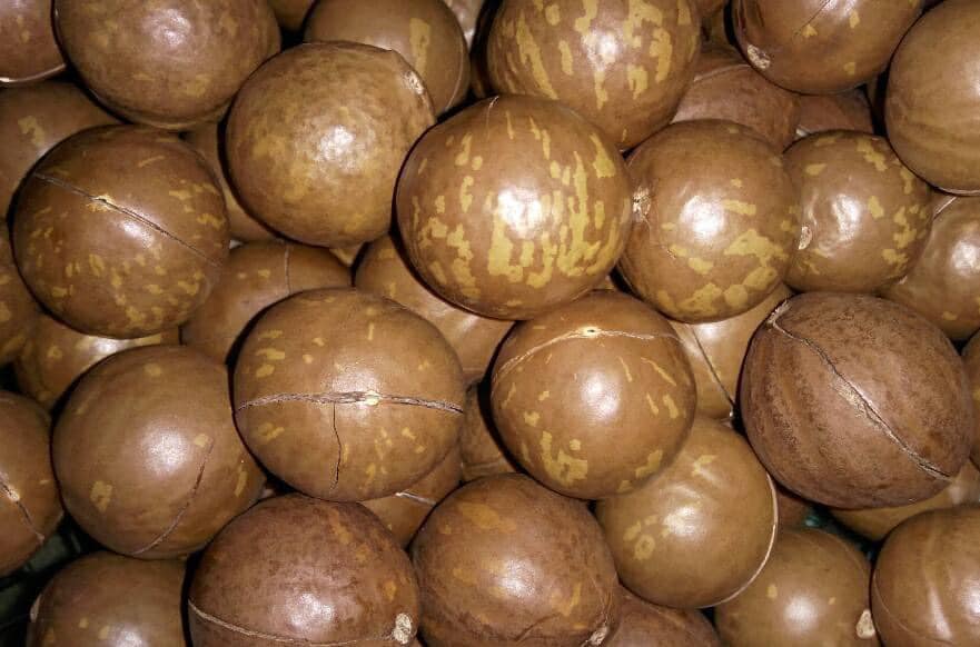 Túi hạt mắc ca lớn nguyên vỏ 500g
